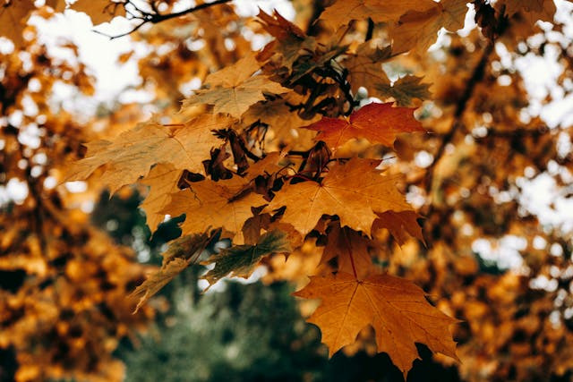 fall-leaves-on-tree